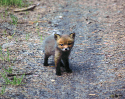 triumfa:  Baby fox I met today in the forest 