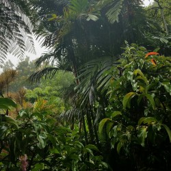 tropicale-moderne:  Hawaii Botanical Gardens, Hilo, Hawaii  