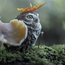 fluffygif:      Pure for this world  🦉  