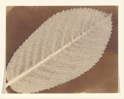 nobrashfestivity:    William Henry Fox Talbot, Leaf, 1839  photogram