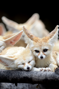 celestiol:  fennec fox | by IN CHERL KIM  