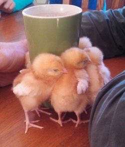 cute-overload:  Our 3 day old baby chicks enjoying the warmth from my husband’s coffee mug.http://cute-overload.tumblr.com source: http://imgur.com/r/aww/oPis3xl