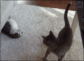 glenn-griffon:  ryanvallejo:  hotbritishguyspluscats:  unimpressedcats:  i can’t stop watching  Cats are so fucking weird. They are my favorites.  &ldquo;I found u now lets make out&rdquo;  Epic hug!  omg! x3 &lt;3