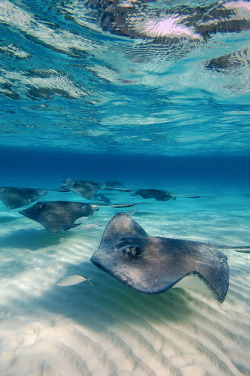 100leaguesunderthesea:  Stingrays-Cayman-Sandbar-SB 531 by Ocean Frontiers Diving Adventures on Flickr. 