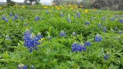 8shroomfairy8:  Found a patch of bluebonnets today! 