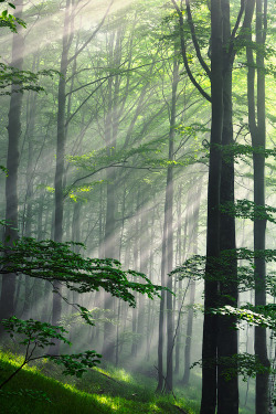 woodendreams:  (by Evgeni Dinev)