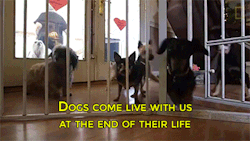 trollonasan:  Soumonkeysaysficus:  bootlegprecious:  sizvideos:  Dog retirement homeVideo  I would never stop crying.  Like, I’m already teary.  they also have a webpage! Here it is with donation link!