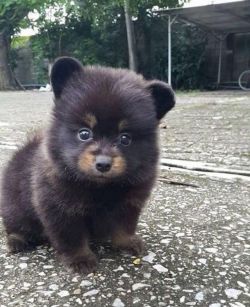 doctorbluesmanreturns: norseminuteman:  babyanimalgifs: He looks like a little bear Fine, I’ll share this, I’m not made of stone. That things adorable.   I thought this WAS a bear cub! 