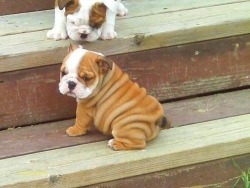 babyferaligator:  housewifeswag:  look at dis rolly baby  its a wrinkle 