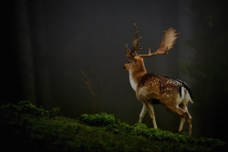 vmagazine:  Fallow Deer in the Bavarian Alps by German Photographer Uwe Steger (shot with a Nikon D800) 
