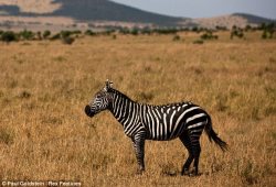 sashagreyvevo:  secretariats-secret:  paint-horse-dreamin:  Wildlife photographer Paul Goldstein first saw this unusually colored zebra a couple years ago at a camp he runs in Kenya and has been keeping an eye on it ever since. The animal travels alone