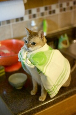 fancyladssnacks:  deggowaffles:  It’s not a hand towel. On my world, it means hope.  Save us towel cat you’re our only hope 