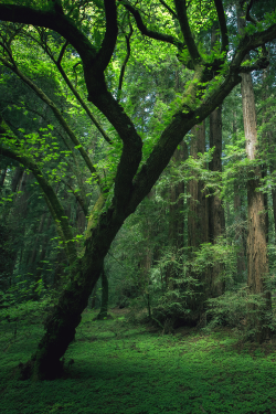expressions-of-nature:  Muir Woods, California