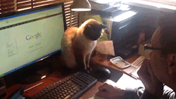 gifsboom:  Angry Cat Prevents Guy from Using Computer Mouse. [video]Kitty won’t let me use the computer.