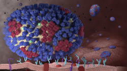 Un mortífero virus creado en un laboratorio
