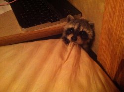 tittes:  raze-hell:  My parents rescued a baby raccoon who lost her mama to a neighbor’s dogs. Her name is Sassafras, Sassy for short.  OMfg 