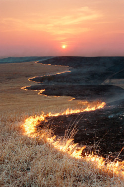 thegreenwolf:  People often think of fire as a destructive force, and it can be. But fire also rejuvenates the land. Many grasses have evolved root systems that survive fires so they can be renewed, and some trees and other plants have seeds that only