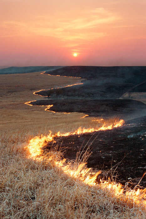 blue-author:  thegreenwolf:  People often think of fire as a destructive force, and it can be. But fire also rejuvenates the land. Many grasses have evolved root systems that survive fires so they can be renewed, and some trees and other plants have seeds
