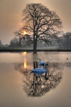 coiour-my-world:Real swans in Langley Park by jerry_lake on Flickr.