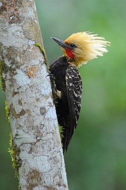 Every species has its punks (Blonde-crested Woodpecker)