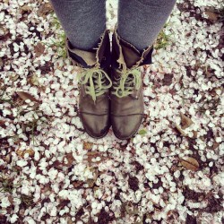 instagram:   Cherry Blossoms Bloom Around