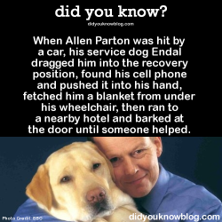did-you-kno:  did-you-kno:  When Allen Parton was hit by a car, his service dog Endal dragged him into the recovery position, found his cell phone and pushed it into his hand, fetched him a blanket from under his wheelchair, then ran to a nearby hotel