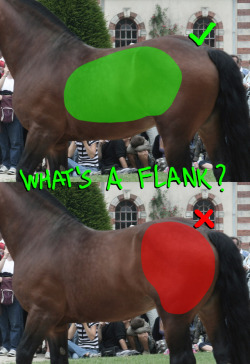 A small terminology FYI in this post-bronyism period, since this is still often misused.A horse’s (or any animal’s really) flank is their side, not their butt. (Hence the term “flanking” meaning to go around and attack from the side)This has just