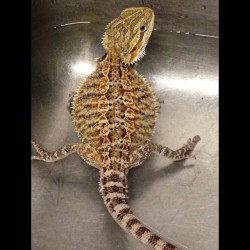 Alli B. Gator taking a bath. #beardeddragon #beardie #reptile #lizard #instaphoto