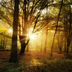 sosuperawesome:  Wandering in the Woods, Oer-Wout 