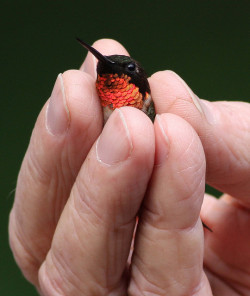 awwww-cute:  A Neaty tiny ruby throated Hummingbird (Source: http://ift.tt/1UK1pGi)  Hermoso ese peshosho