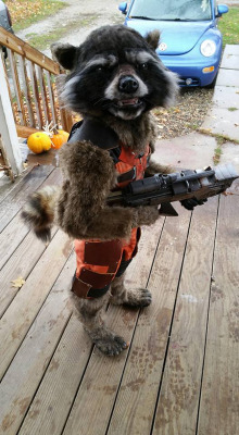 archiemcphee:  Today the Department of Awesome Parenting is giving a standing ovation to artist and mother Christina Borchardt, who created this phenomenal Rocket Raccoon costume for her (now) 6-year-old son Chase. Borchardt is actually in the process