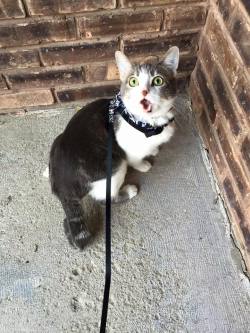 justdoitdaily-fitblr:  fscottfitzgerld:  my aunt took her indoor cat outside for the first time  omg 