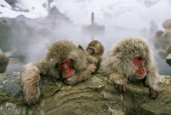 unrar:    Snow monkeys at an outdoor thermal hot springs in the mountains, Japan, Paul Chesley.