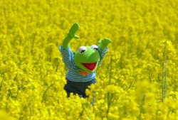candiikismet: weavemama:  weavemama:  kermit really is that bitch…… he went from crying in showers and talking to negative inner monologues to running freely in a dandelion field,,…i’m tryna be on this level  reblog happy kermit for a full month