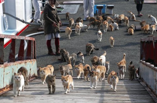 Porn photo cuteness-daily:  This is Cat Island. It is