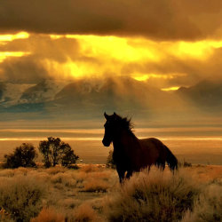 redwingjohnny:  High Desert Gold by Jeanne Nations  