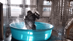 archiemcphee:  Less talk, more gleefully Flashdance-ing gorillas like happy Zola here enjoying the heck out of his own private kiddie pool during an enrichment session behind the scenes at the Dallas Zoo: Producer Bob Hagh later made the video even better