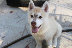 wondersofanimals:  handsomedogs:  My husky puppy Ivy :)  Cute 