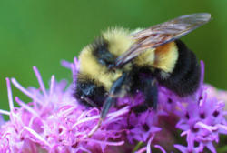 mentalflossr:  A Bumble Bee May Soon Be Added to the Endangered Species List The plight of the bumble bee is getting serious. The U.S. Fish and Wildlife Service justproposed that the rusty patched bumble bee (Bombus affinis) be officially classified as