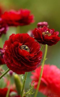 flowersgardenlove:  Red Ranunculus Beautiful