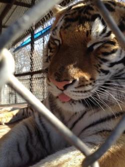 steampoweredpirate0913:  you-are-infinite-worth:  Kitties  WHOA! WHO DO I TALK TO TO GET A PET TIGER?! (bottom gif…..) 