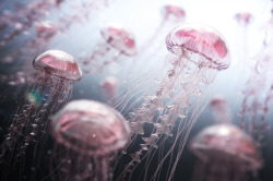 cgartworks: Jellyfish Rise, created by James Gardner using Modo and Photoshop. 