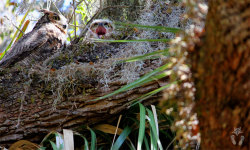  Great Horned Owl (Bubo Virginianus) With Yawning Juvenile. Washington Oaks Gardens
