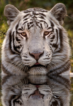 funkysafari:  White Tiger by sunspotimages