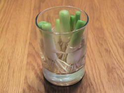 robosnotart: amroyounes:  8 vegetables that you can regrow again and again.  Scallions You can regrow scallions by leaving an inch attached to the roots and place them in a small glass with a little water in a well-lit room. Garlic When garlic begins