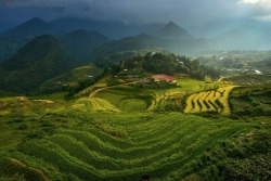 nubbsgalore:  the rice fields of mu cang chai, vietnam, photographed by sarawut intarob 