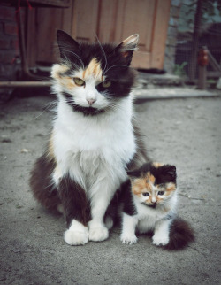 dynastylnoire:  awesome-picz:  Cats With Their Cute Mini-Mes  Buddy miniatures 
