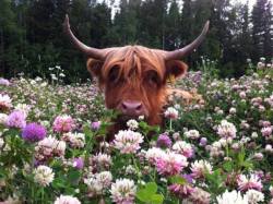 ainawgsd:  Cows in Flowers