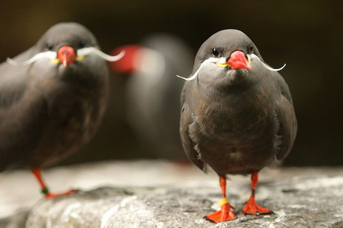 Inca Tern, a species of bird that lives in the Pacific coastline from northern Peru