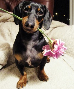 thecutestofthecute:  Here are some adorable dogs holding flowers. Have a great day everyone 